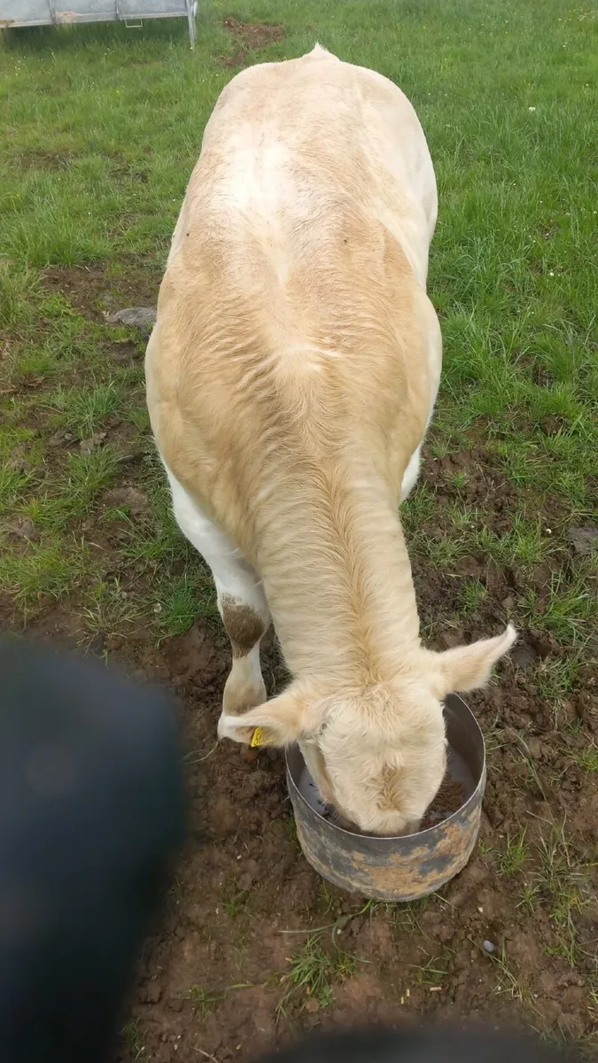 PB CH 5 Star Bull Out of Lapon - Image 3