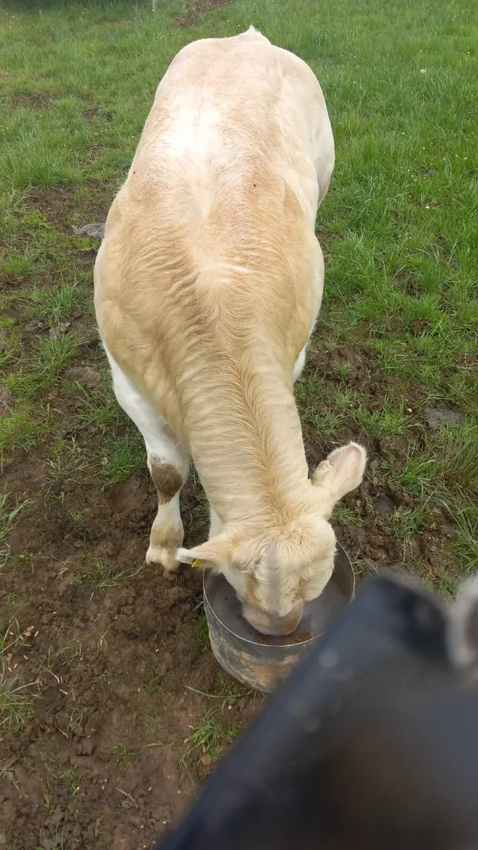 PB CH 5 Star Bull Out of Lapon - Image 4