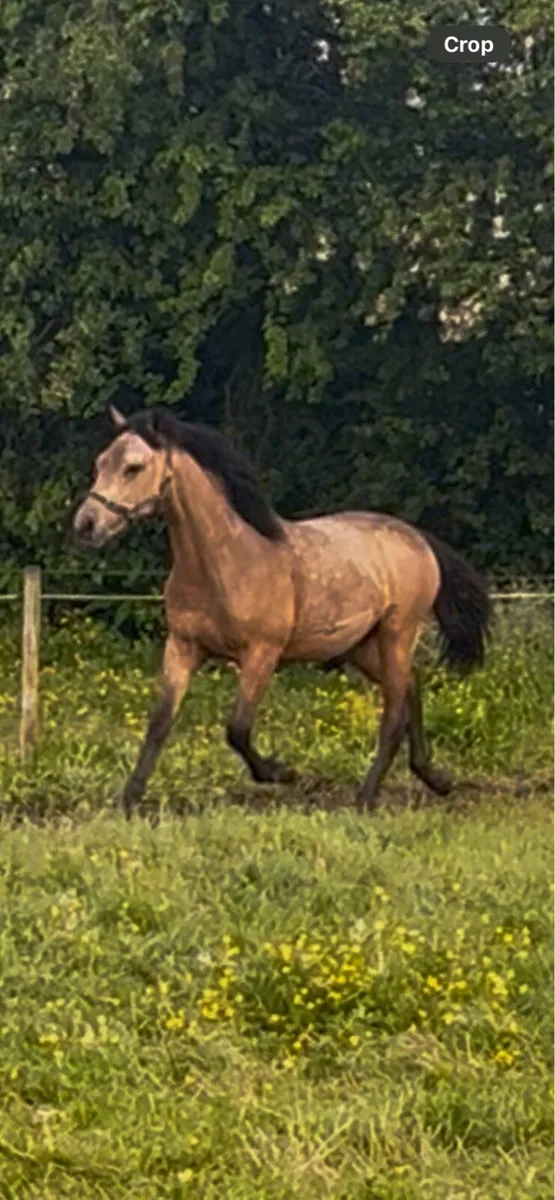 Connemara yearling colt - Image 1