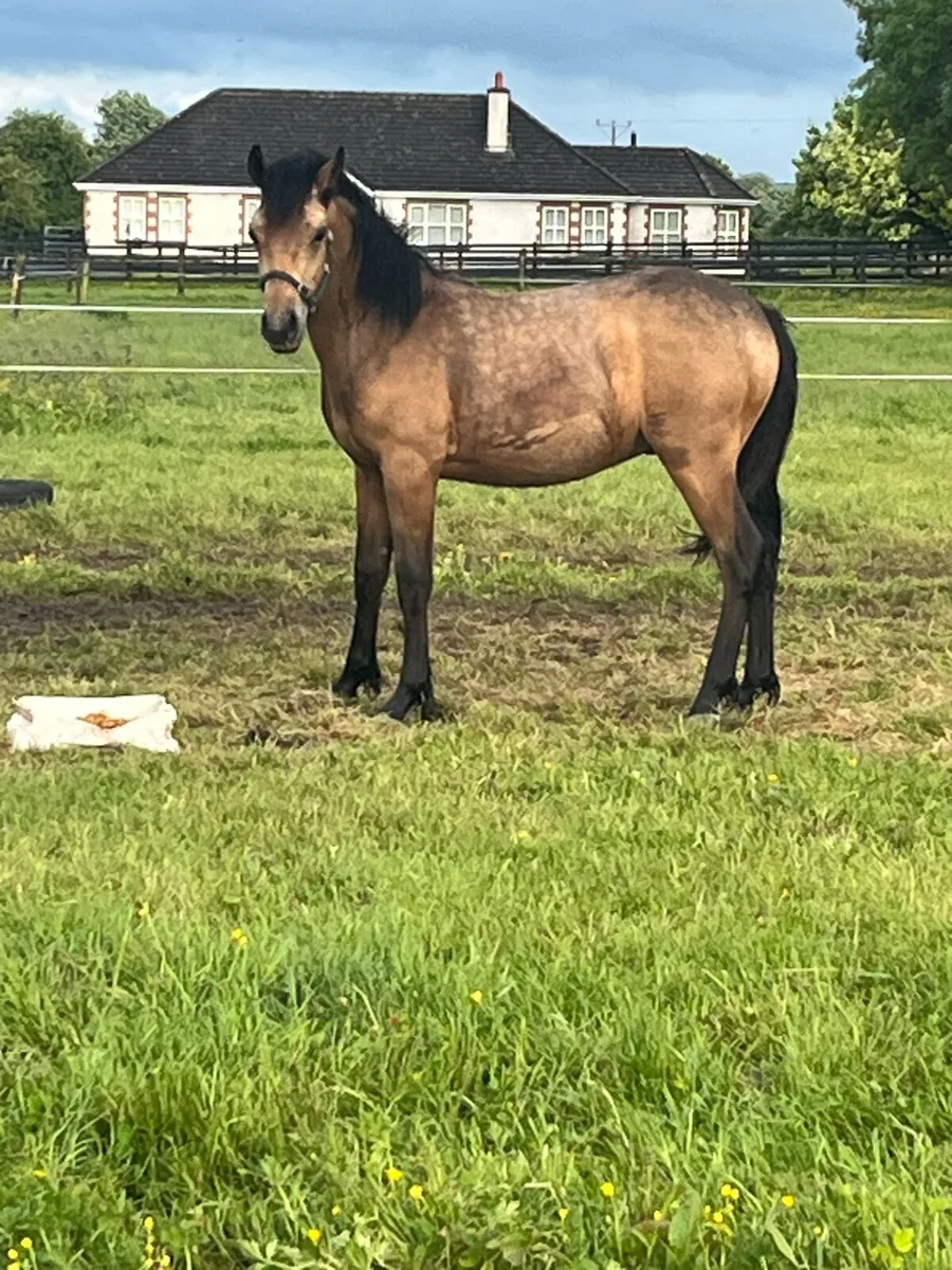 Connemara yearling colt - Image 2