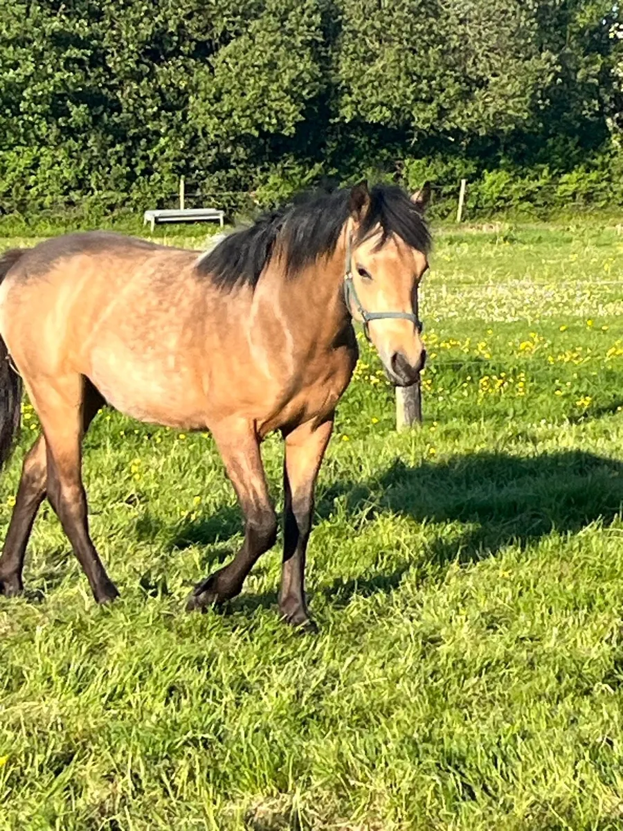 Connemara yearling colt - Image 3