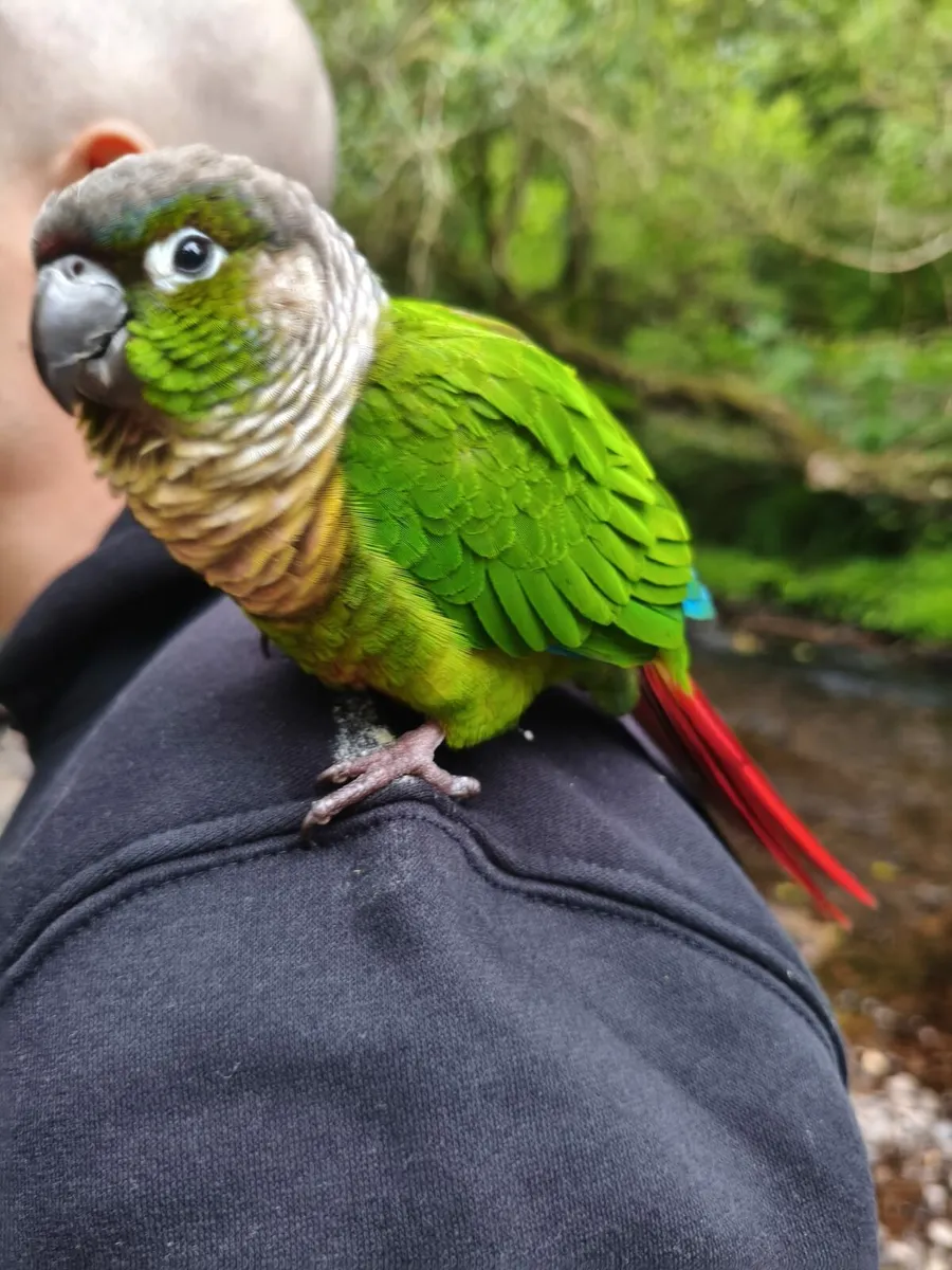 Green Cheek Conure with cage (hand tamed) - Image 1