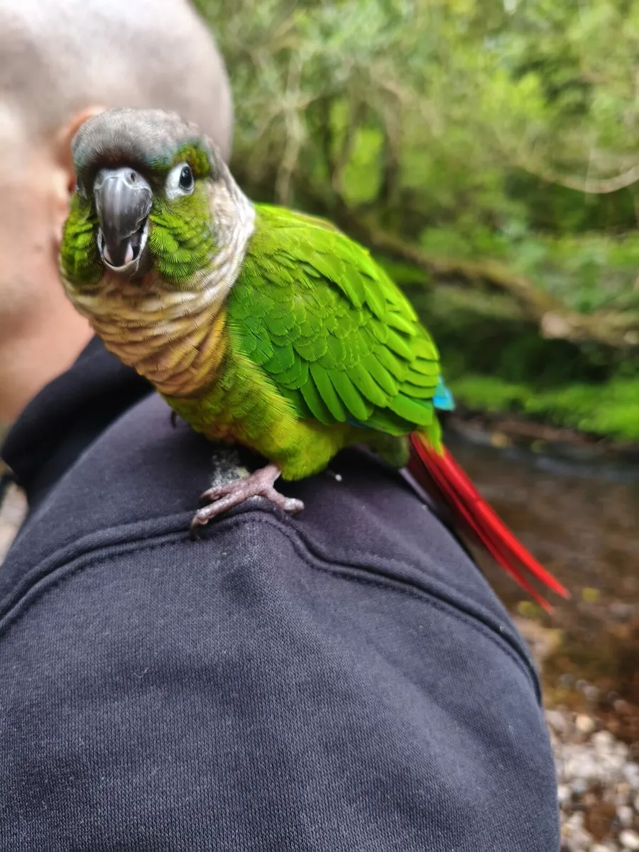 Green Cheek Conure with cage (hand tamed) - Image 2