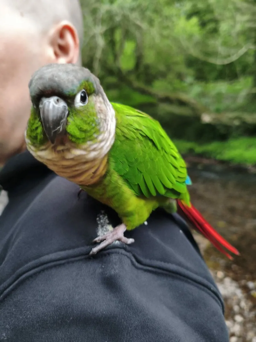 Green Cheek Conure with cage (hand tamed) - Image 4