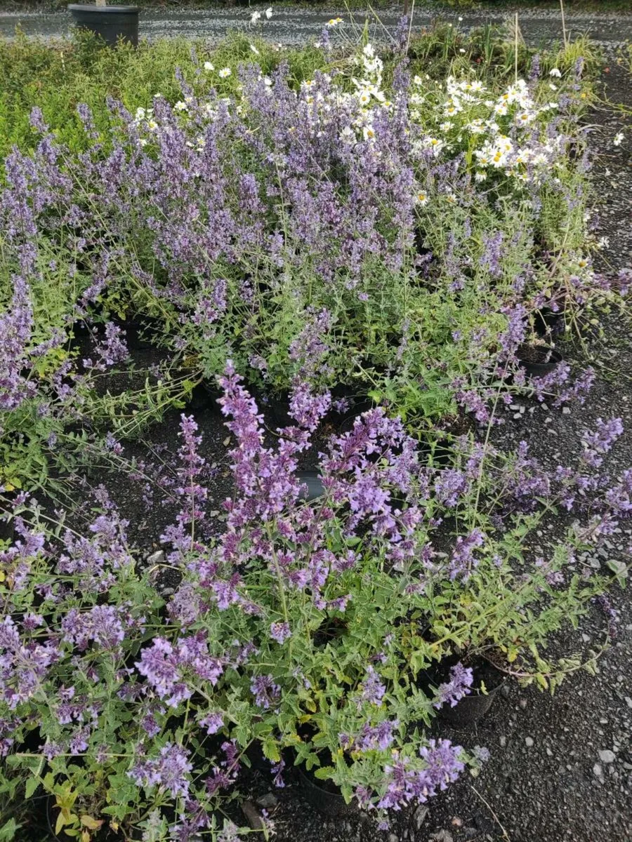 Herbaceous Perennials 7e 3 for 20 euro 2 litre pot - Image 2