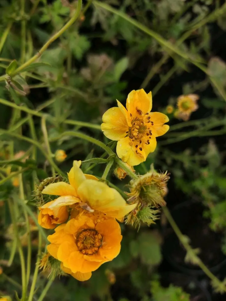 Herbaceous Perennials 7e 3 for 20 euro 2 litre pot - Image 3