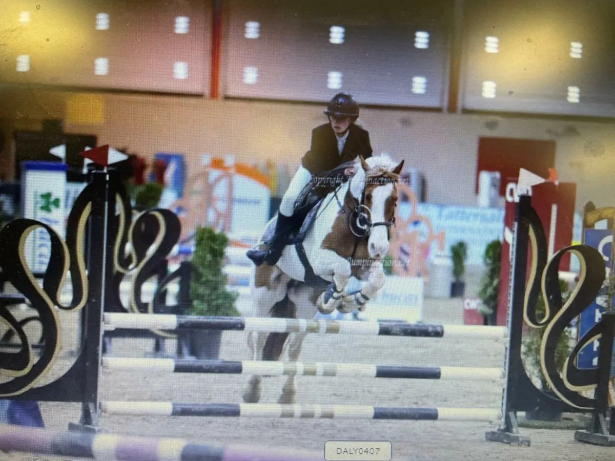 14,2 allrounder gelding - Image 1