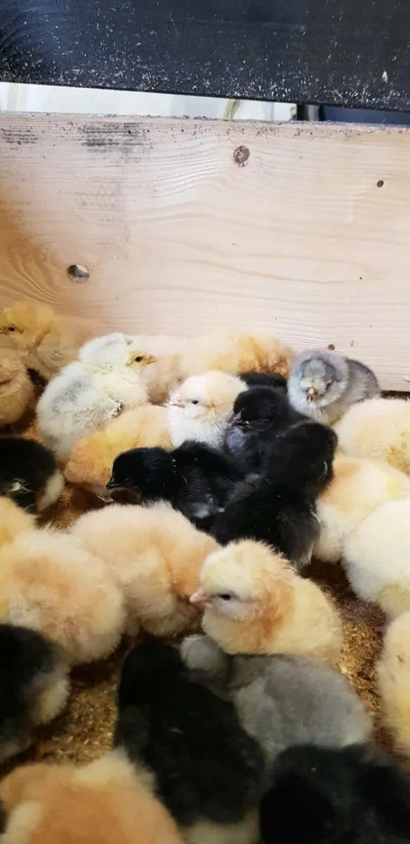 Purebred chicks and growers - Image 4