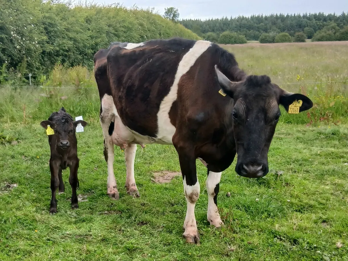 Cow and calf - Image 2