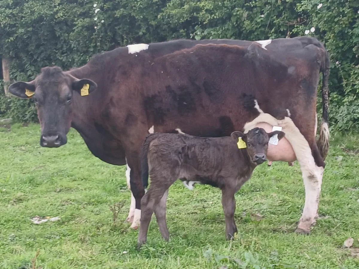 Cow and calf - Image 1