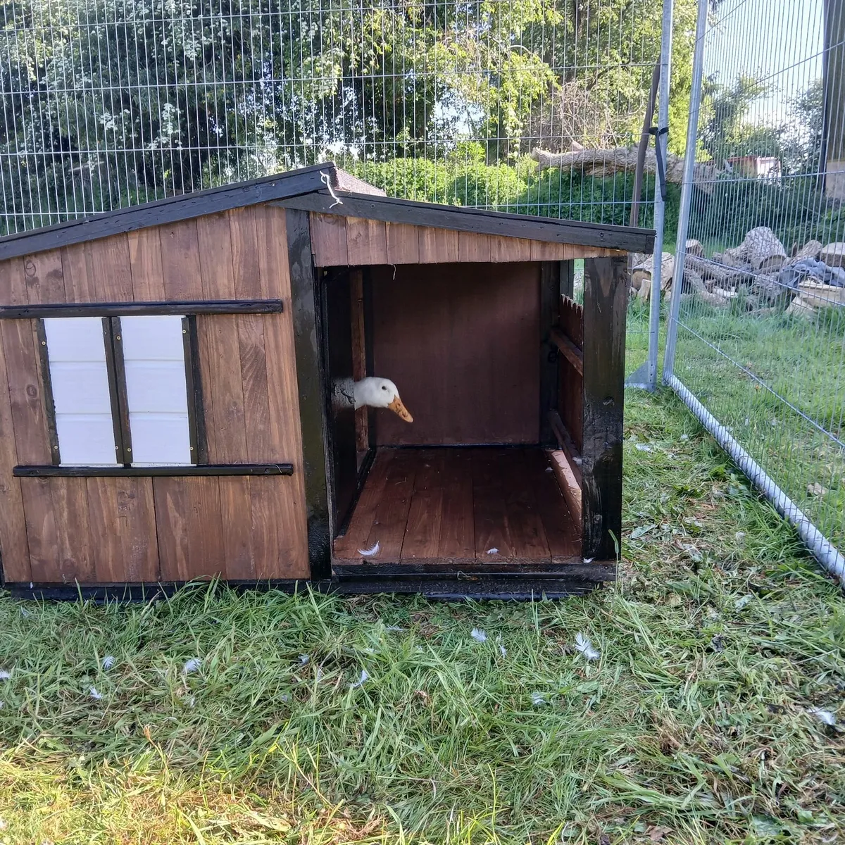 Large Dog kennels/ pets hatch - Image 4
