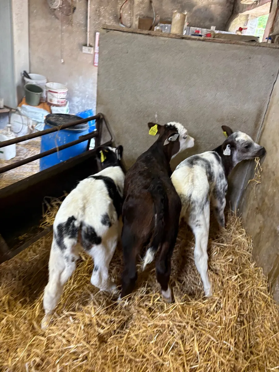 Belgian Blue & Hereford Heifer Calves - Image 2