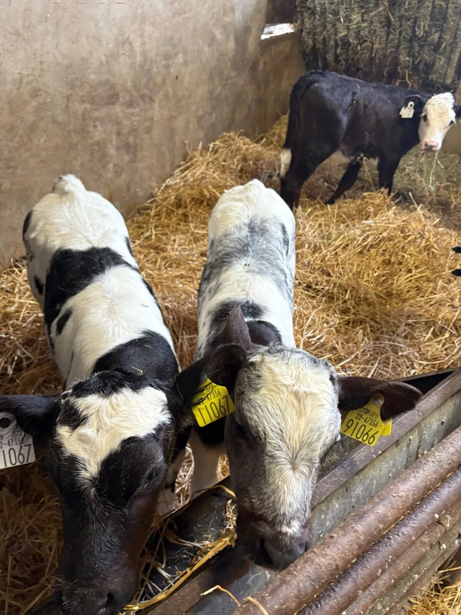 Belgian Blue & Hereford Heifer Calves - Image 1