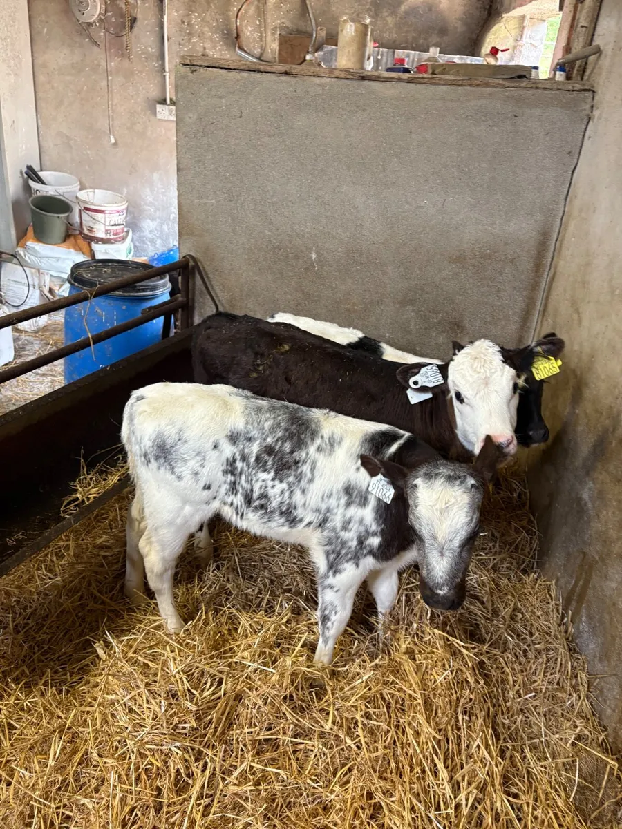Belgian Blue & Hereford Heifer Calves - Image 4