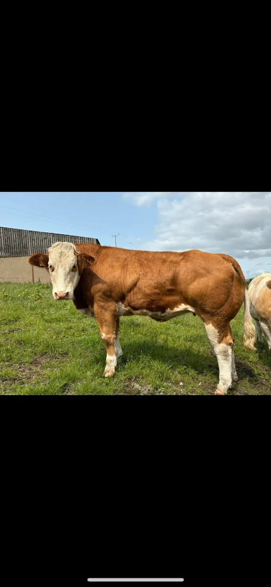 Pedigree simmental heifer - Image 2