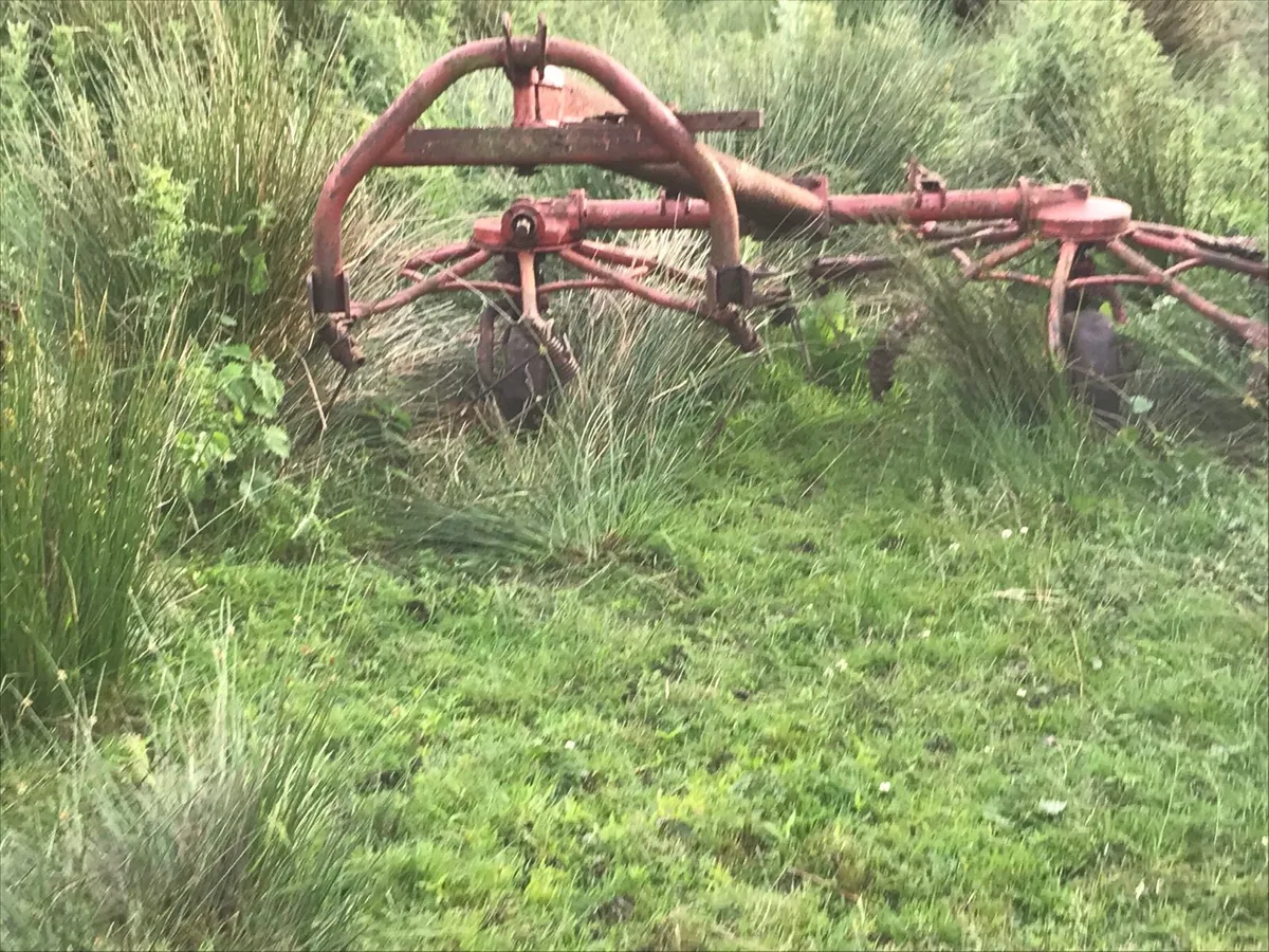 Yard clean out - Image 2