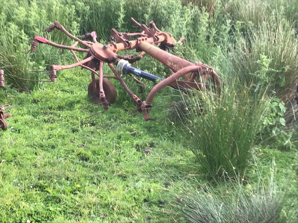 Yard clean out - Image 4