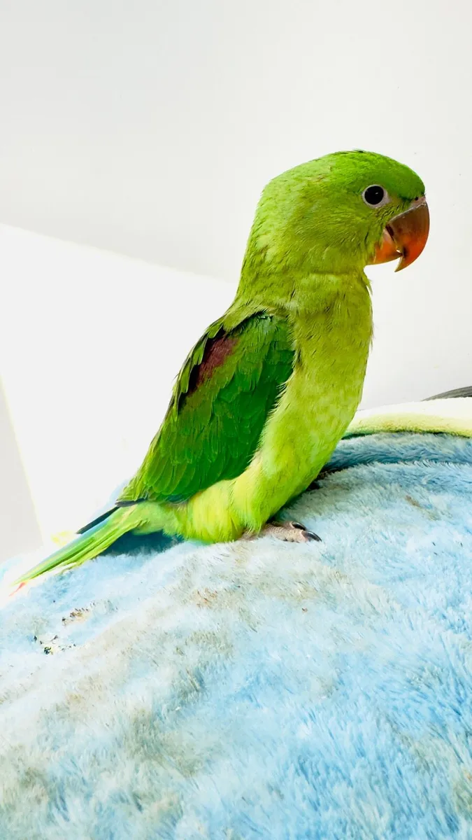 Alexandrine parrot - Image 1