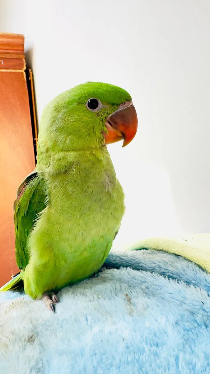 Alexandrine parrot - Image 2