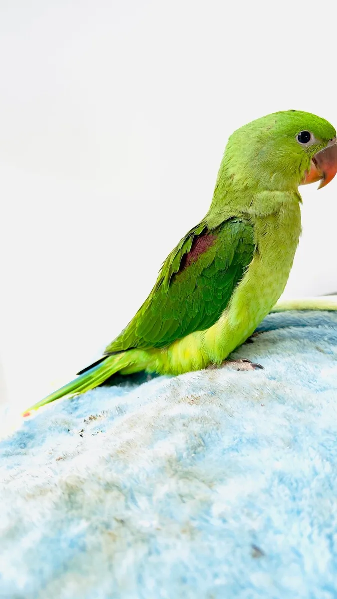 Alexandrine parrot - Image 3