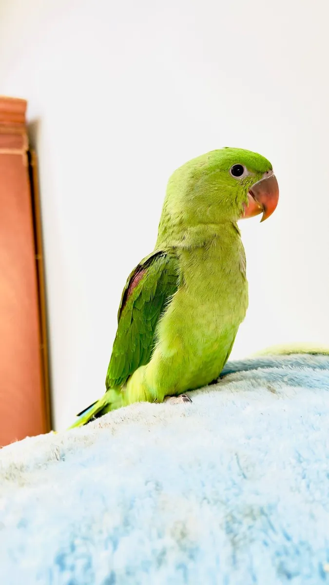 Alexandrine parrot - Image 4