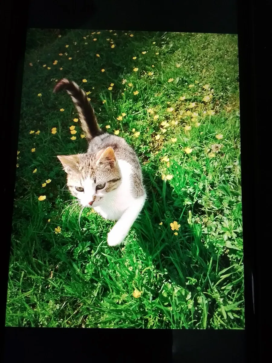 Kitten - Image 3