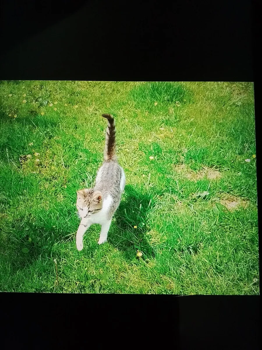 Kitten - Image 4