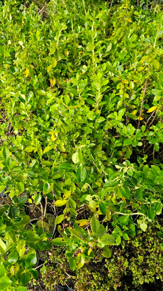Escalonia Hedging TWO EUROS