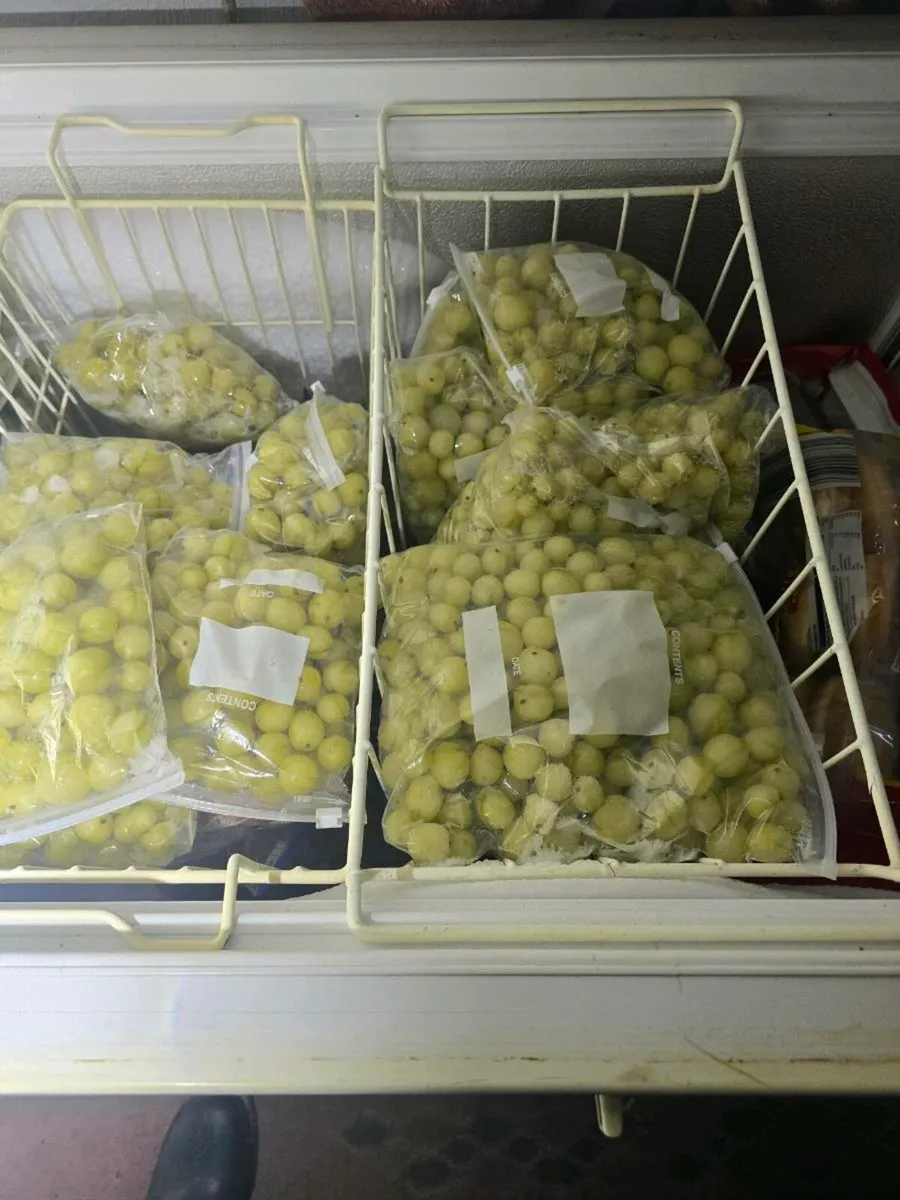 Gooseberries for sale - Image 1