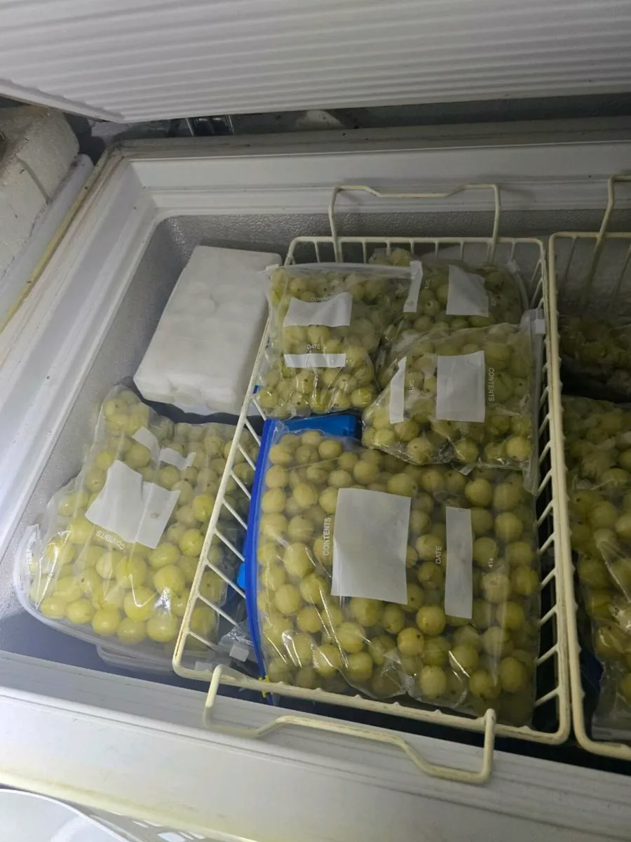 Gooseberries for sale - Image 2