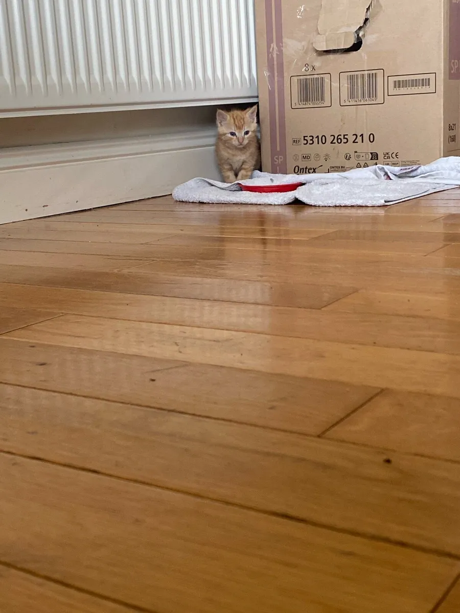2 kittens for sale 90 euro for one 160 for 2 - Image 1