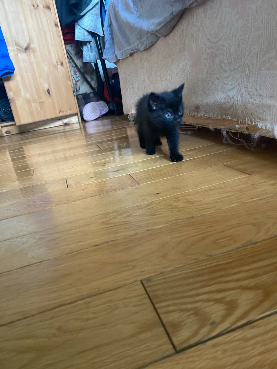 2 kittens for sale 90 euro for one 160 for 2 - Image 2