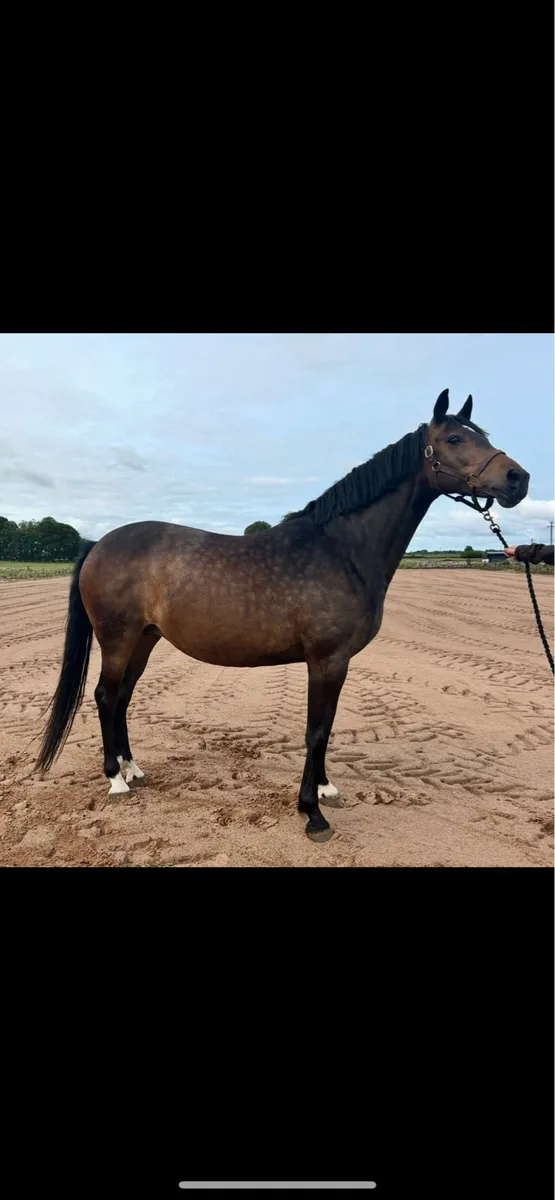 Kroongraff Broodmare - Image 1