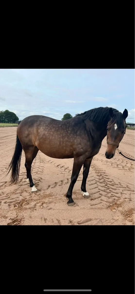 Kroongraff Broodmare - Image 2