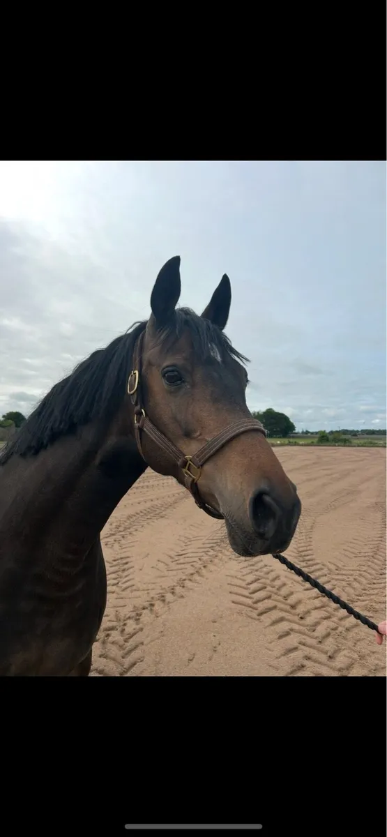 Kroongraff Broodmare - Image 3