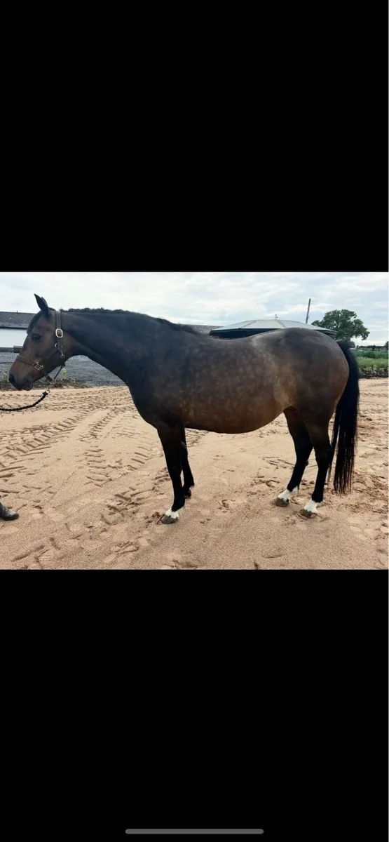 Kroongraff Broodmare - Image 4