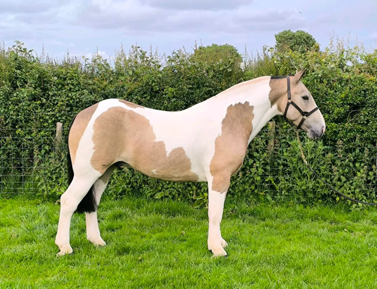 🦄Smashing Coloured Cob 🦄 - Image 1