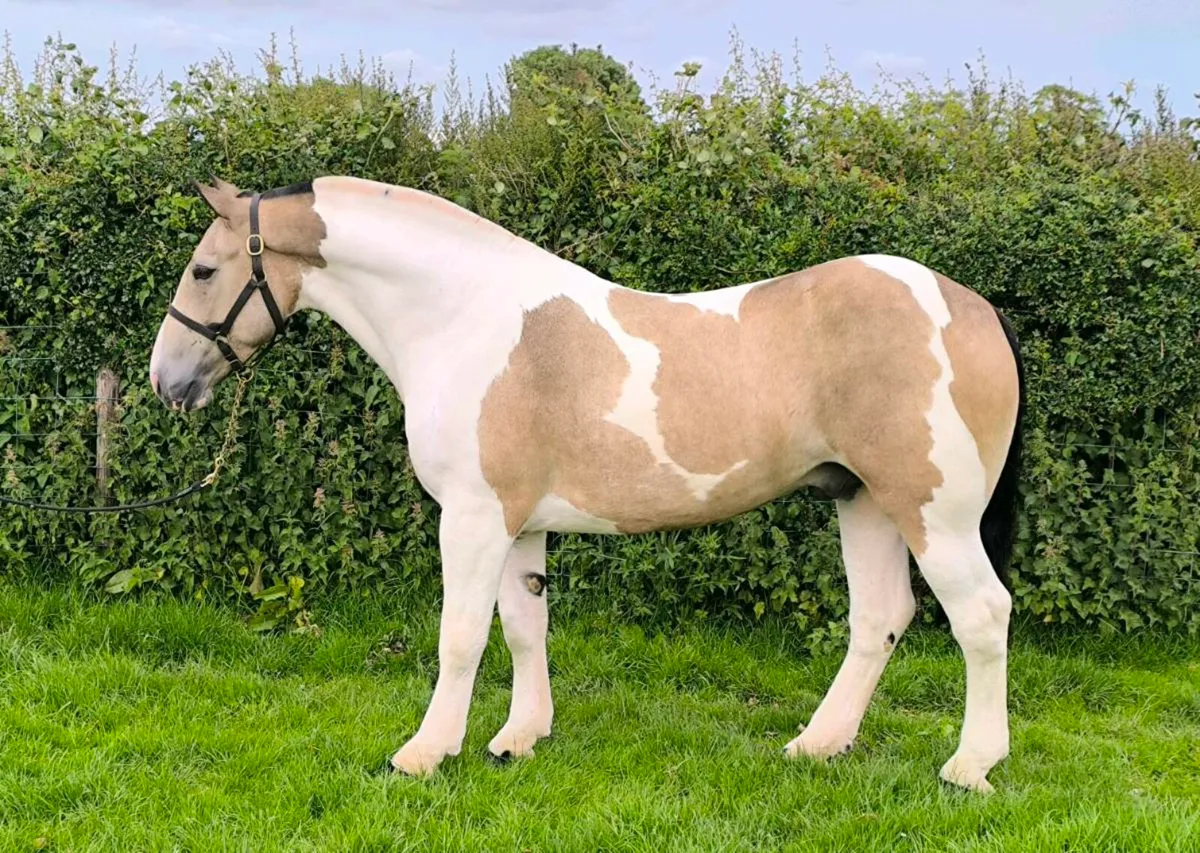 🦄Smashing Coloured Cob 🦄 - Image 2