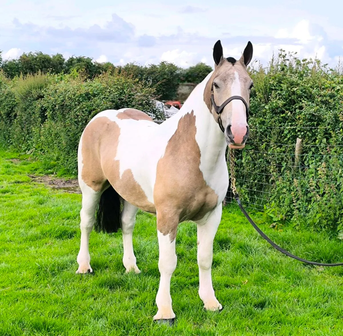 🦄Smashing Coloured Cob 🦄 - Image 3