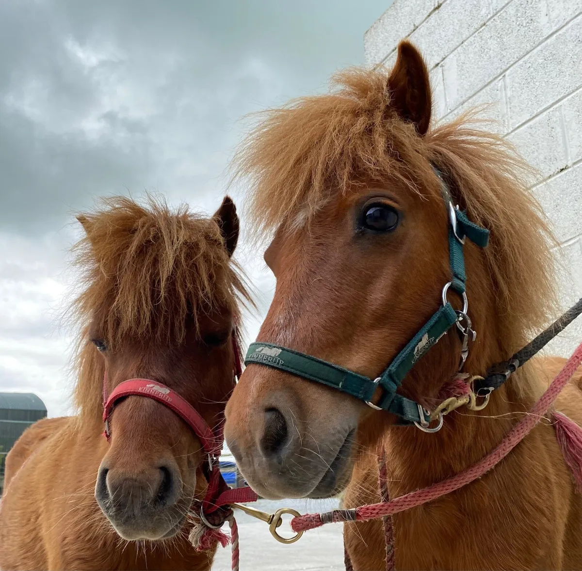 MATCHING PAIR OF MINIATURE PET PONIES! - Image 1
