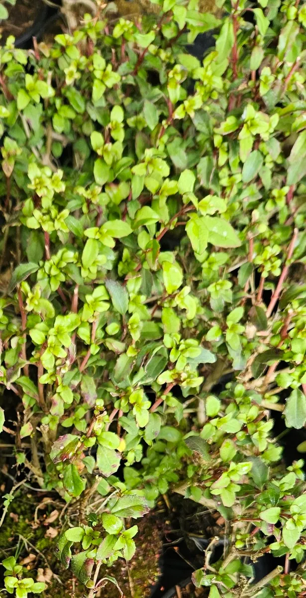 Hardy Fuchsia Hedging