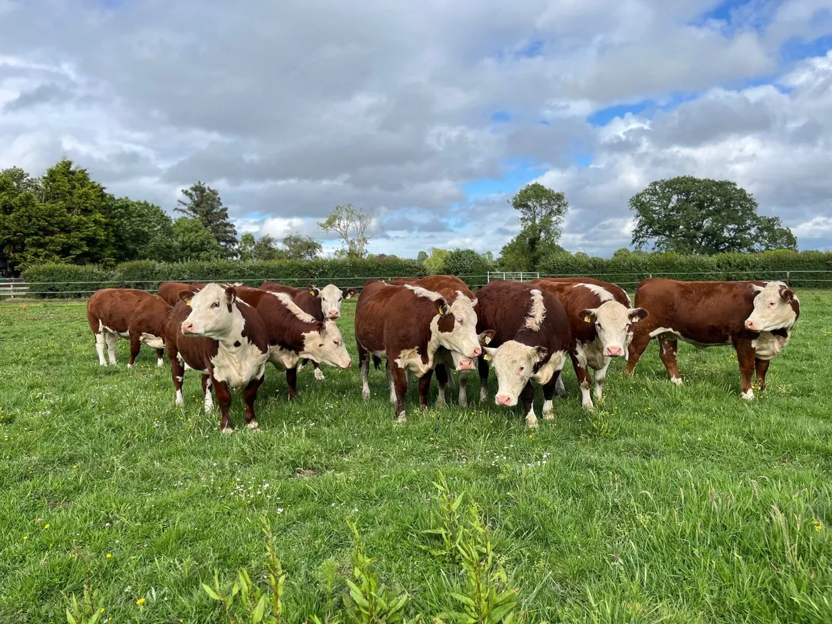 Pedigree Polled Hereford Heifers - Image 3