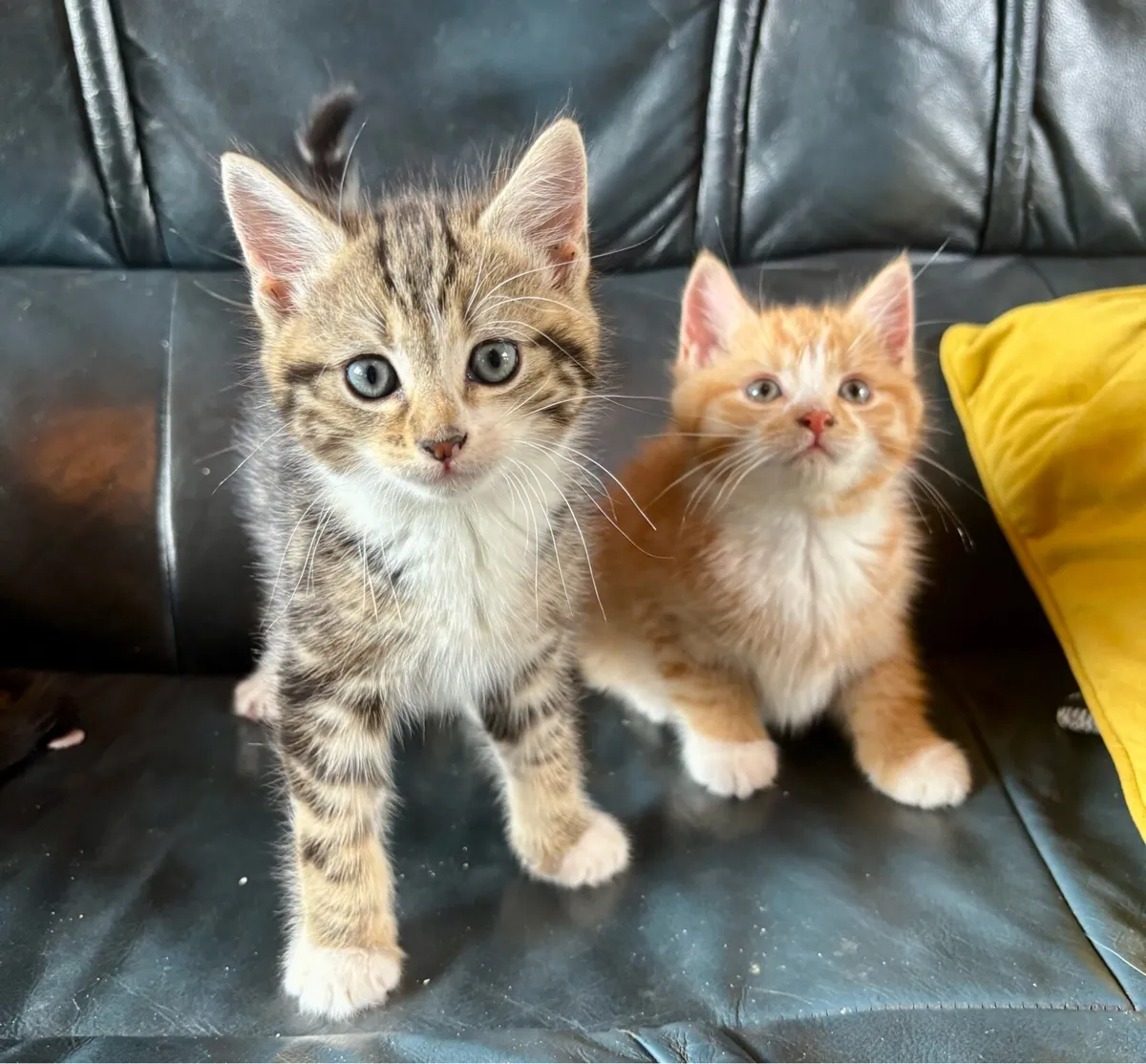 Kittens - Image 1