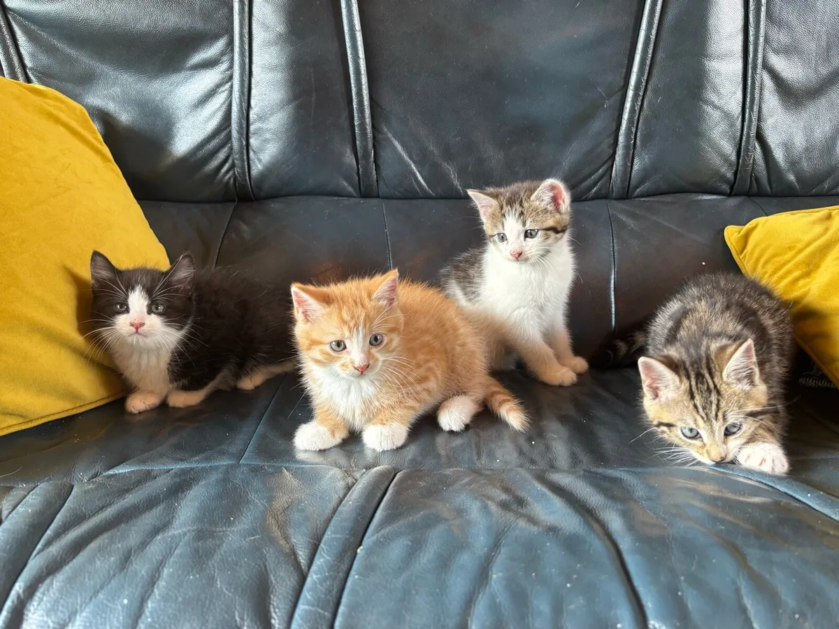 Kittens - Image 2