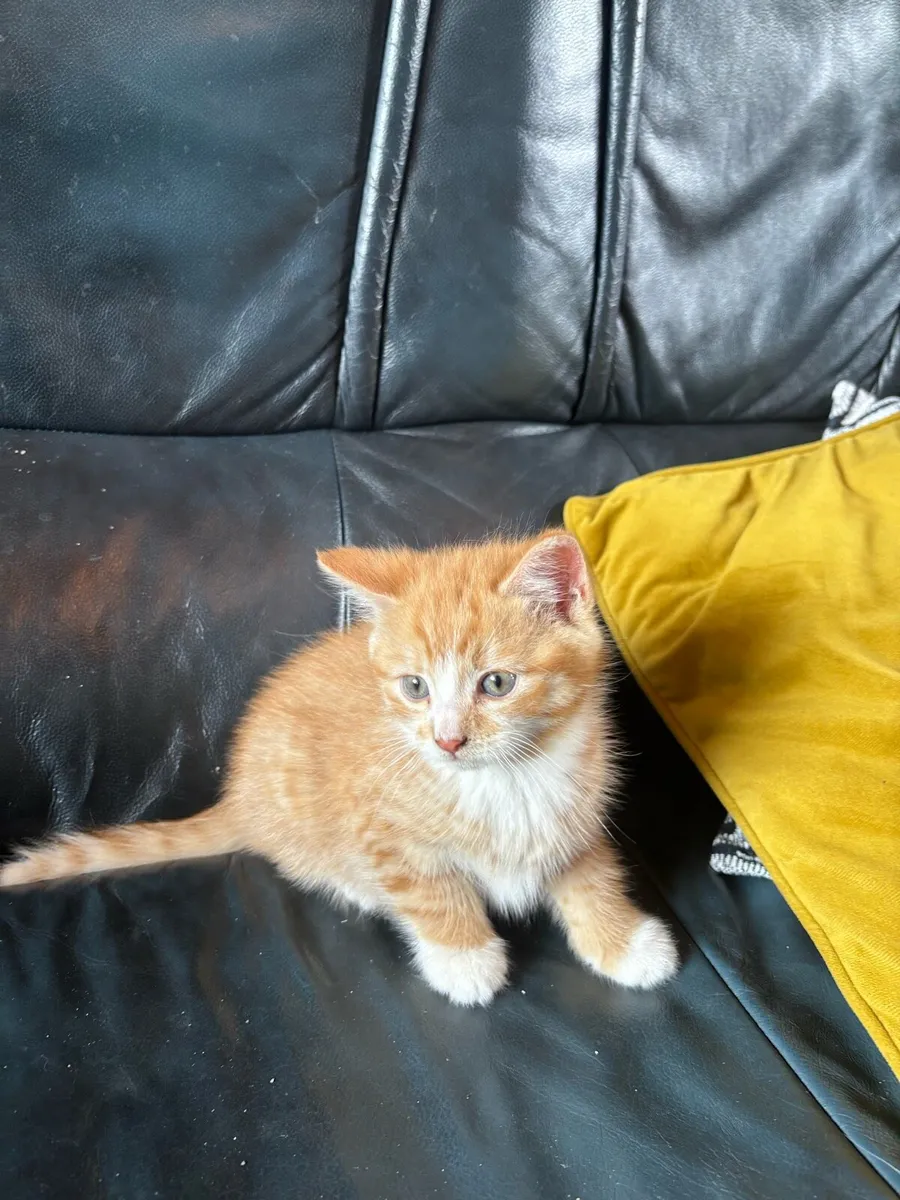 Kittens - Image 3