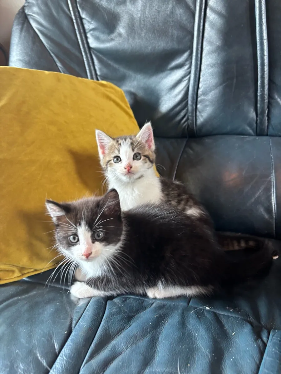 Kittens - Image 4