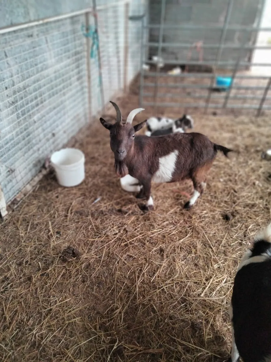 Purebred pygmy nanny - Image 1