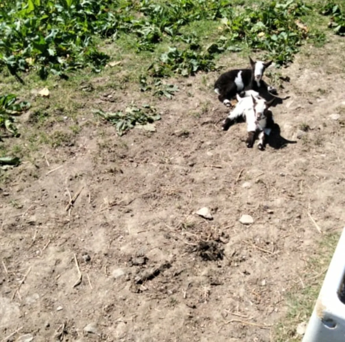 Purebred pygmy nanny - Image 2