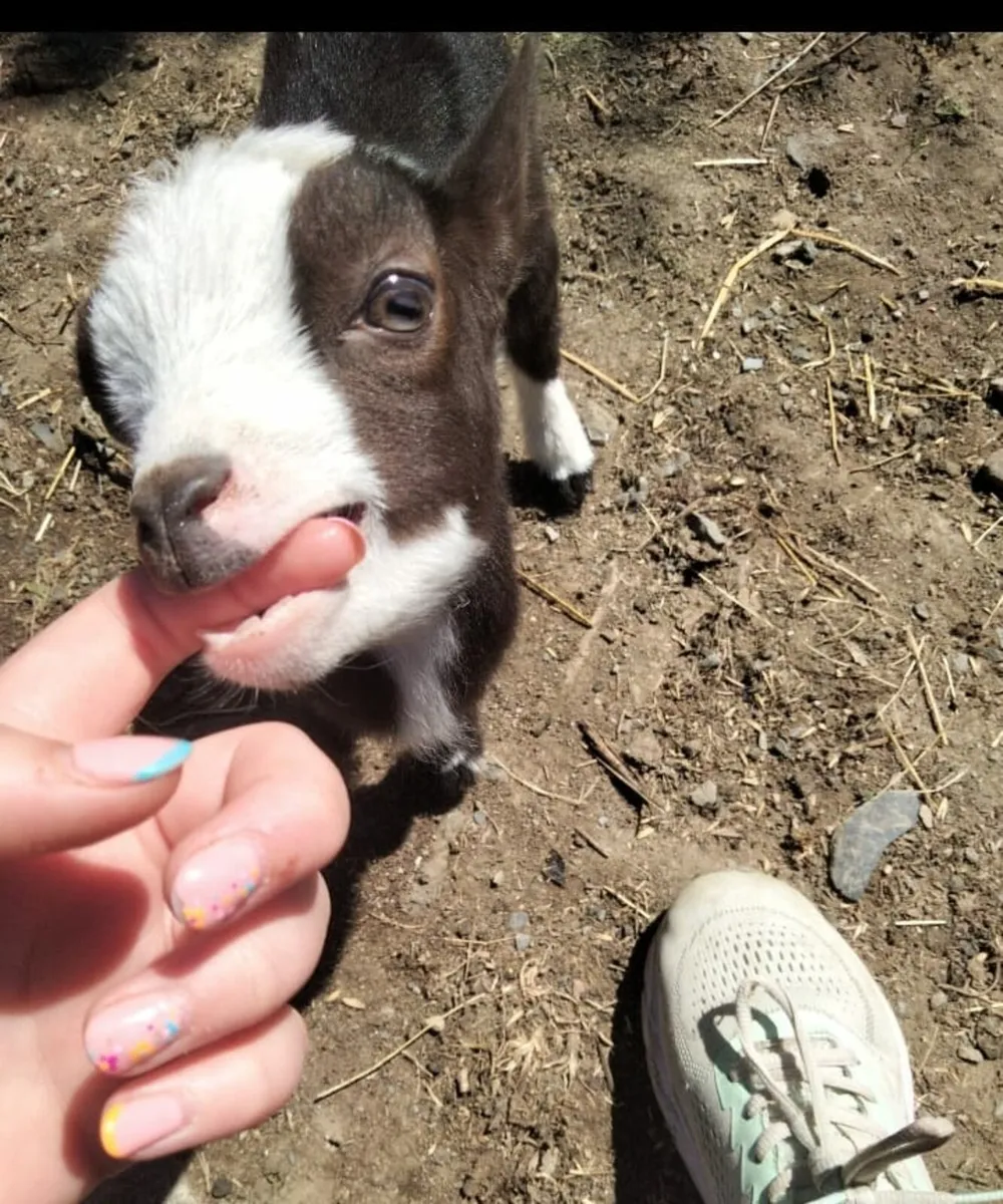 Purebred pygmy nanny - Image 4
