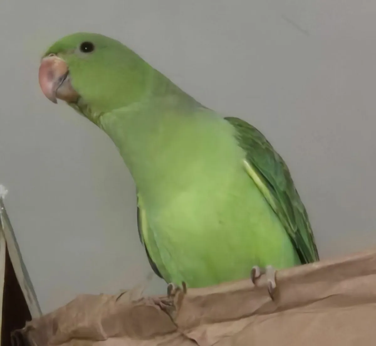 Hand reared Indian Ringnecks - Image 1